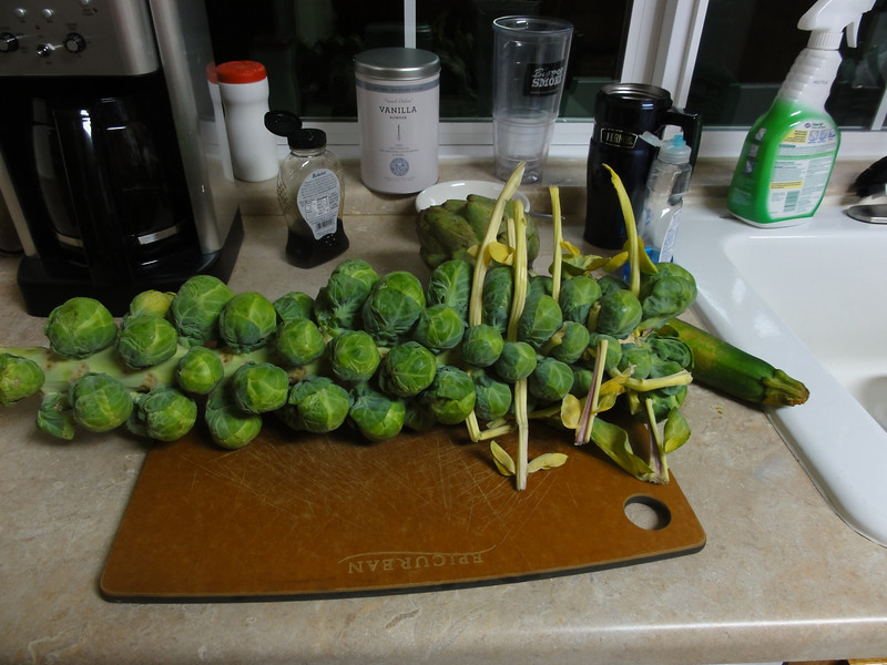 DSC02515-L.jpg