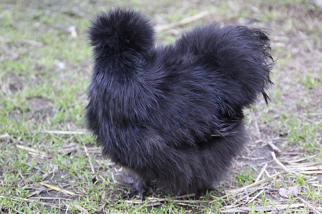 silkie+chicken+20.jpg
