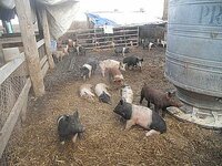 pig1.JPG