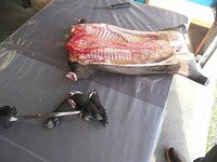 pig3.JPG