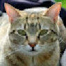 squirtthecat